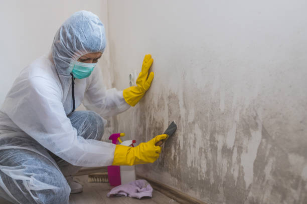 Best Local Mold Removal Service  in Fredonia, NY