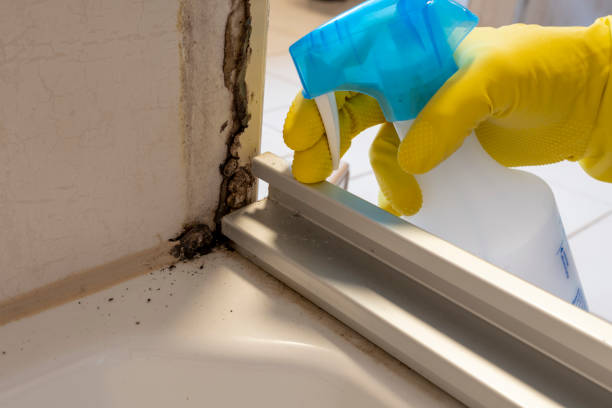 Best Mold Remediation  in Fredonia, NY