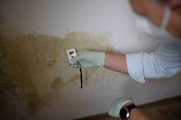 Best Fast Mold Removal  in Fredonia, NY