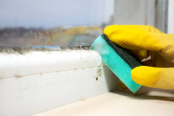 Best Crawl Space Mold Removal  in Fredonia, NY