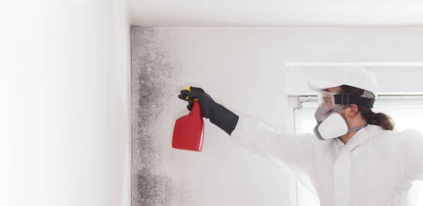 Best Mold Removal Company Near Me  in Fredonia, NY