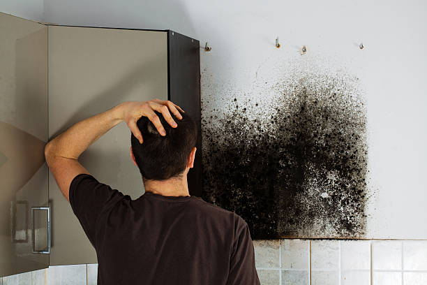 Fredonia, NY Mold Removal Company