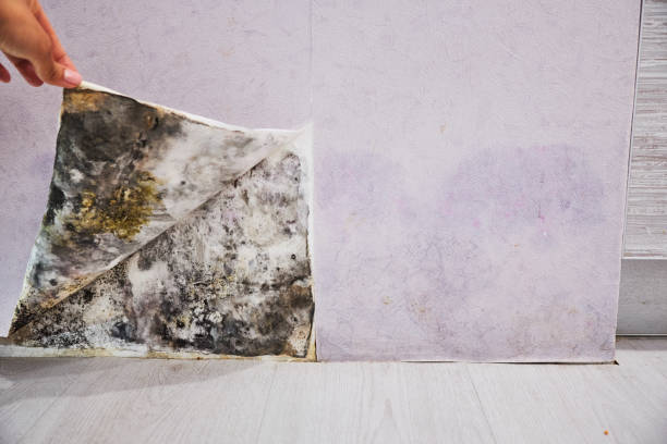  Fredonia, NY Mold Removal Pros